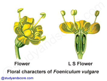 Apiaceae flower, floral characters, foeniculum vulgare, carrot family, parsley, free notes